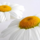 daisy flowers photoshop contest
